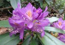 Rhododendron ponticum ©  Pandion Wild Tours